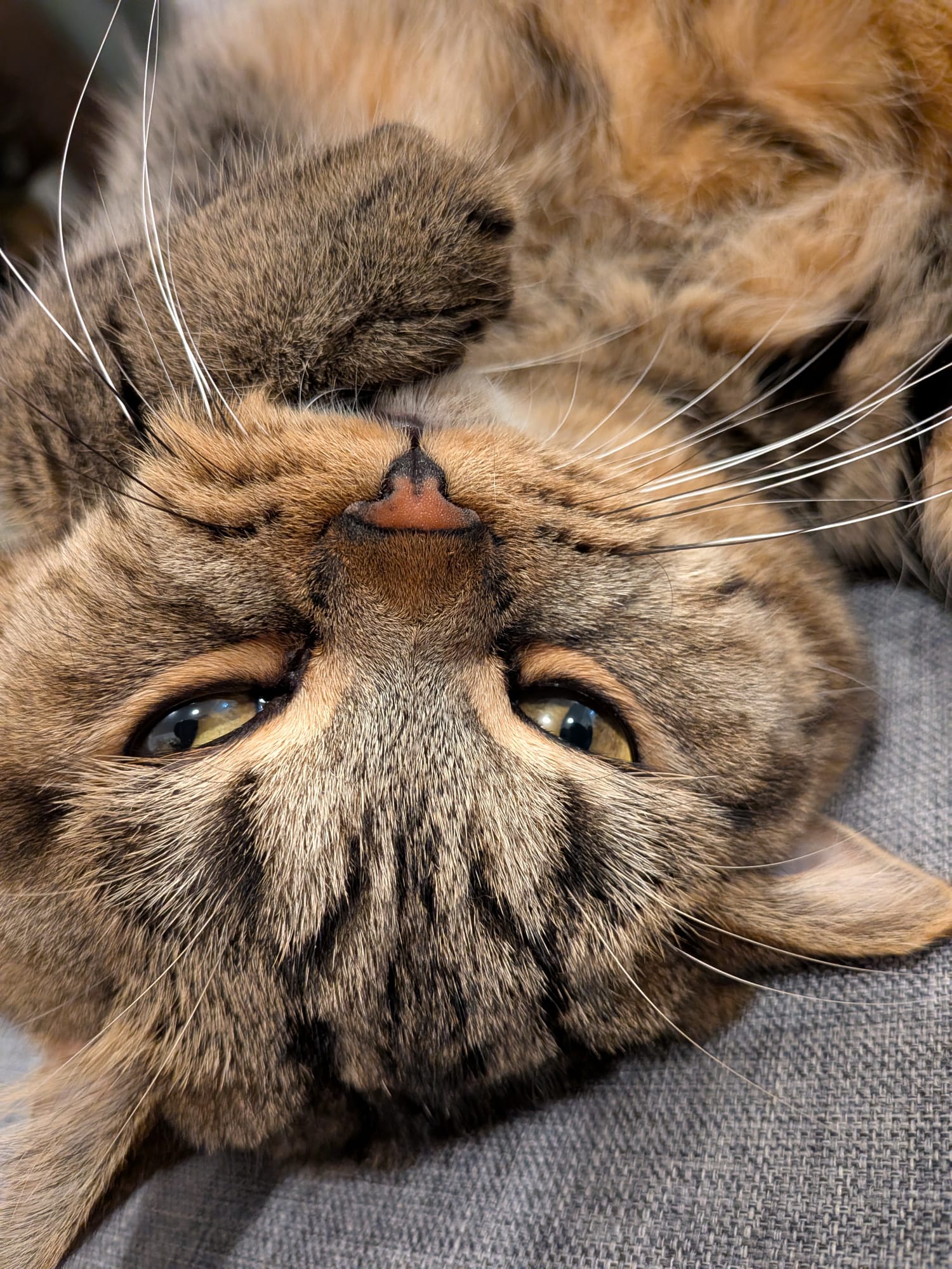 My cat